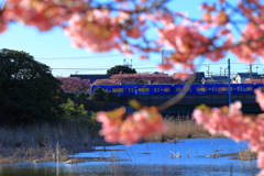 青い京急×河津桜