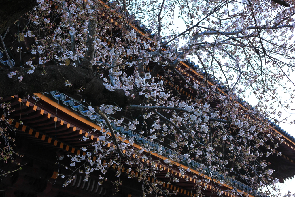 夕刻　池上本門寺