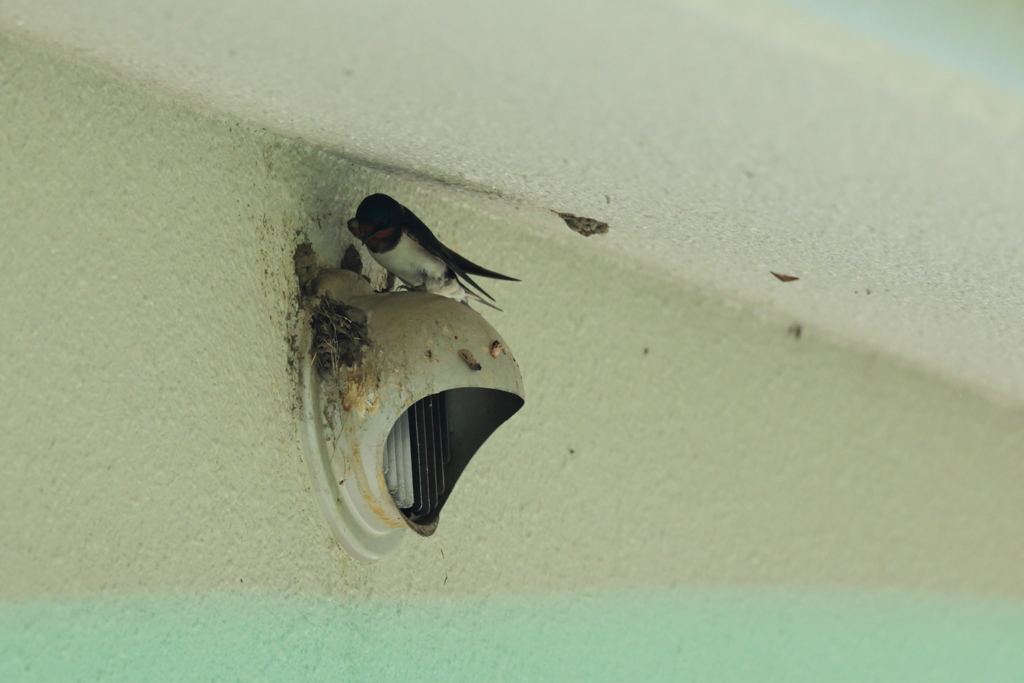 あれ？家、間違えたかな？？