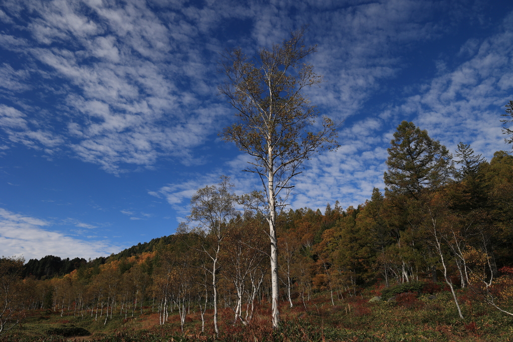 白樺青空無風