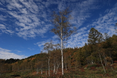白樺青空無風