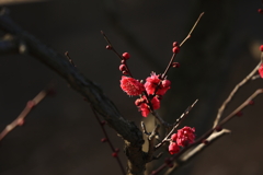 紅梅