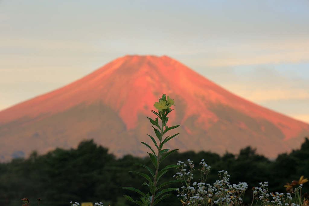 赤い富士と朝に気づかぬ月見草
