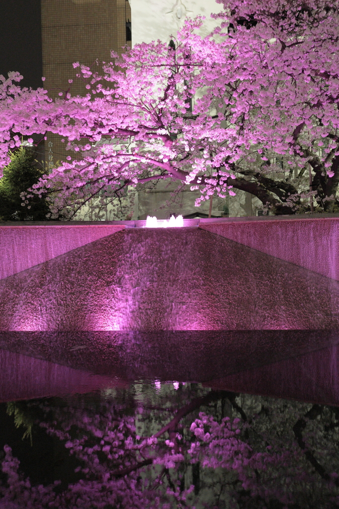 桜色ライトアップ