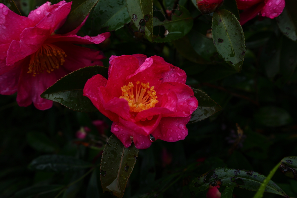 ぐしゃぐしゃに泣き濡れて