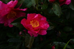 ぐしゃぐしゃに泣き濡れて