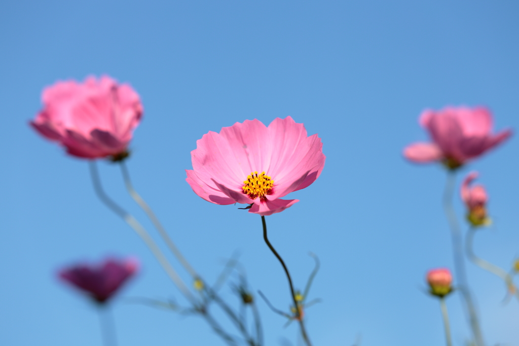 秋桜2024