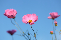 秋桜2024