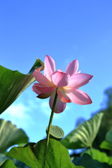 三渓園の蓮2022③