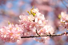河津桜2025②