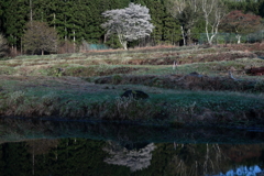 今春の見納め