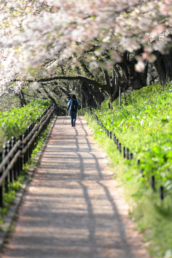 桜の小径