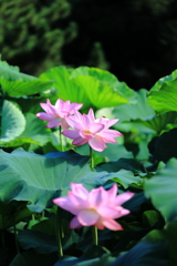 三渓園の蓮2022①