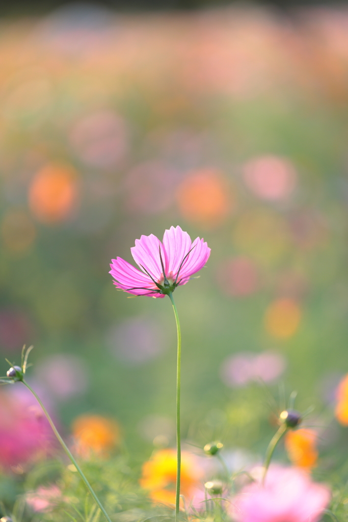 秋桜