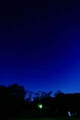 Night Park