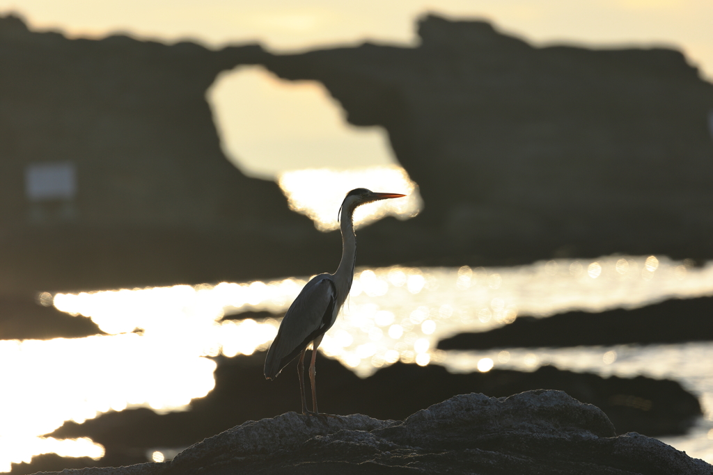 アオサギと馬の背洞門