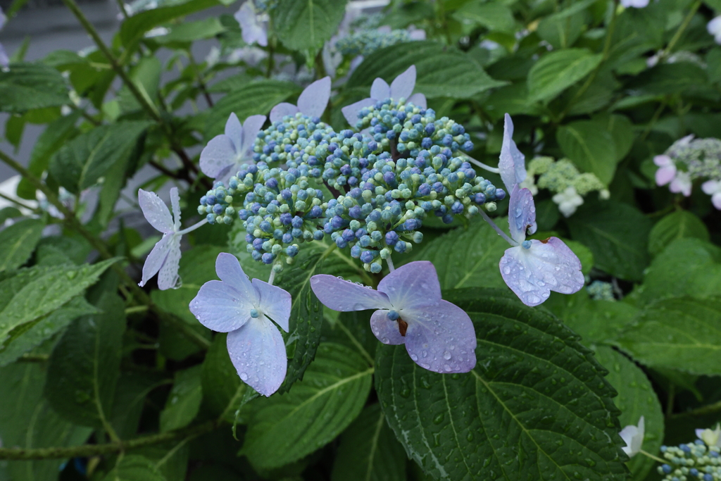 朝一紫陽花