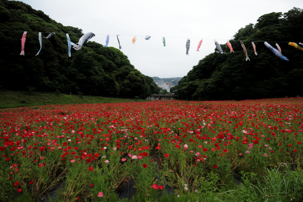 くりはま花の国
