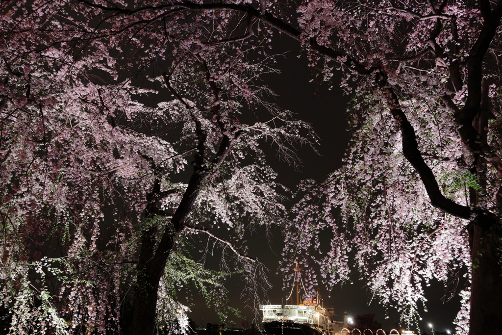 枝垂れ桜と氷川丸