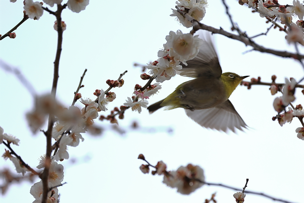 今年のウメジローⅡ