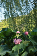 三渓園の夏