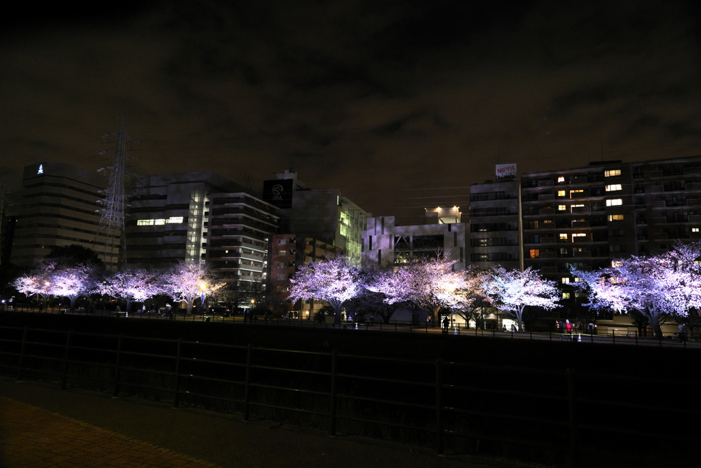 夜桜さんぽ（4／4）