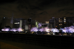 夜桜さんぽ(4/4)