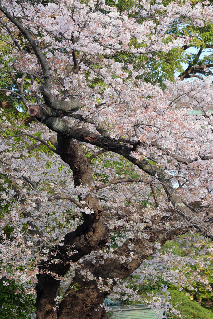 桜木町　朝Ⅳ