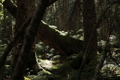 光差す苔の森