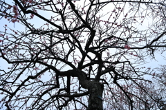 しだれ梅の中から