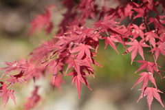 最後の紅葉