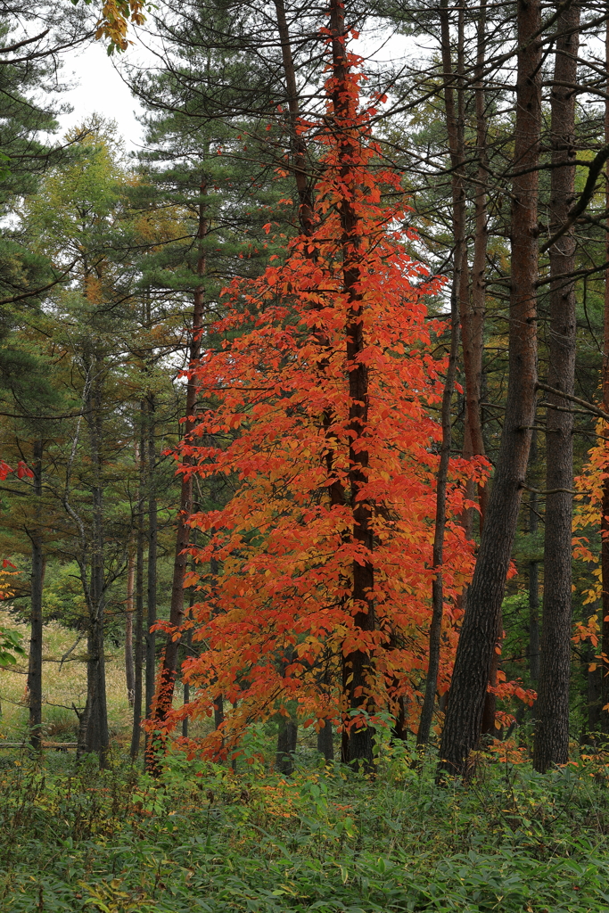 赤いドレスをまとう