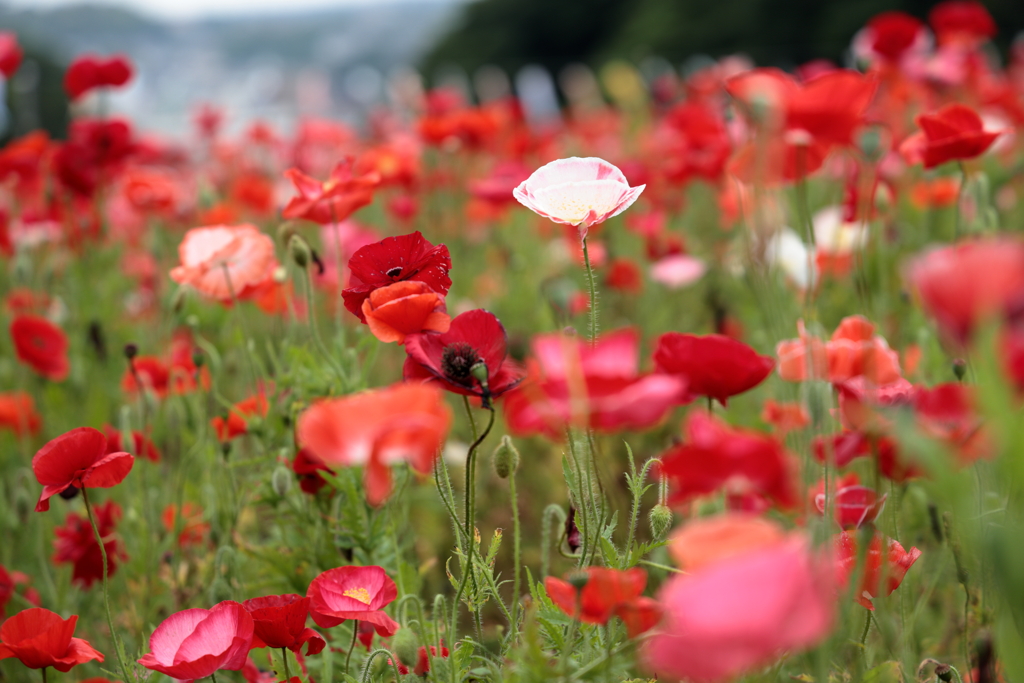 ポピー2025