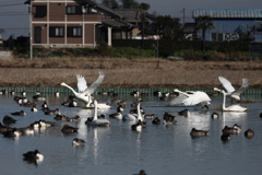 密集を駆け抜ける
