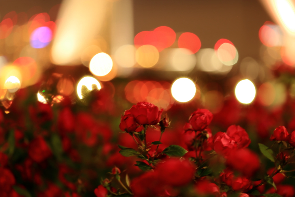 Merry X'mas in May by Roses