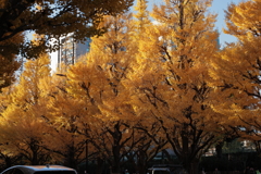 今年は短かったね神宮外苑のイチョウ