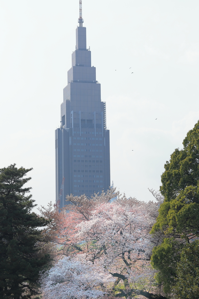 新宿御苑