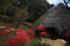 薬師池公園１
