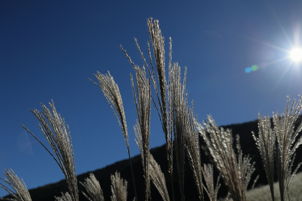 仙石原　金色Ⅱ