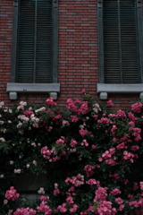 横浜薔薇散歩５