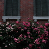 横浜薔薇散歩５