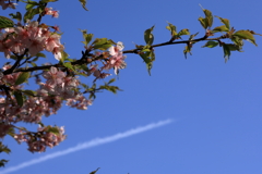 カワヅザクラと飛行機雲