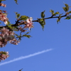 カワヅザクラと飛行機雲