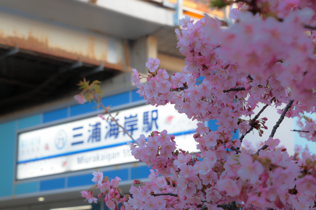 駅前さくら