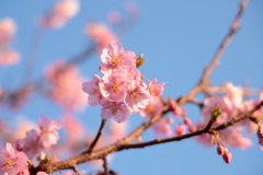 河津桜2025①
