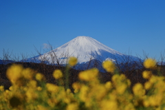 吾妻山公園から富士