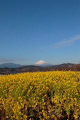 菜の花と富士2024