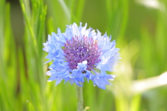 ヤグルマギクⅡ