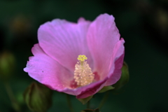 芙蓉Ⅱ
