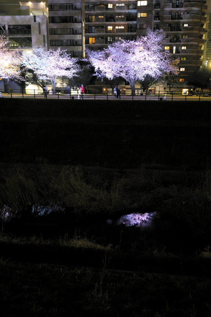 夜桜さんぽ（3／4）